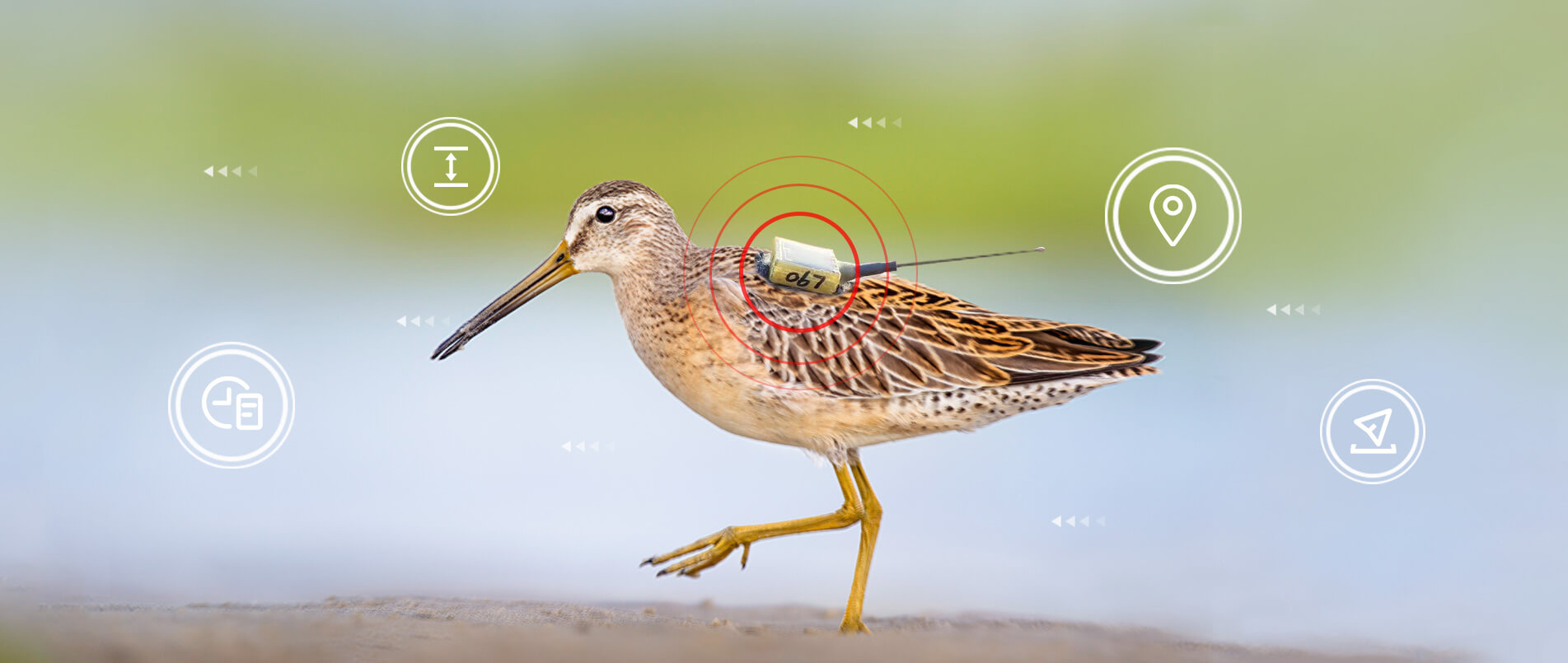 乐天使官方物联网整体解决方案，助力小型鸟类实现全球追踪